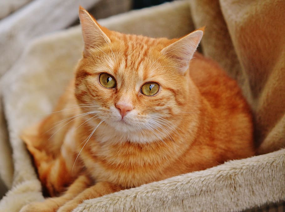 naranja, gato atigrado, marrón, terciopelo textil, gato atigrado naranja, terciopelo, textil, rojo, lindo, caballa