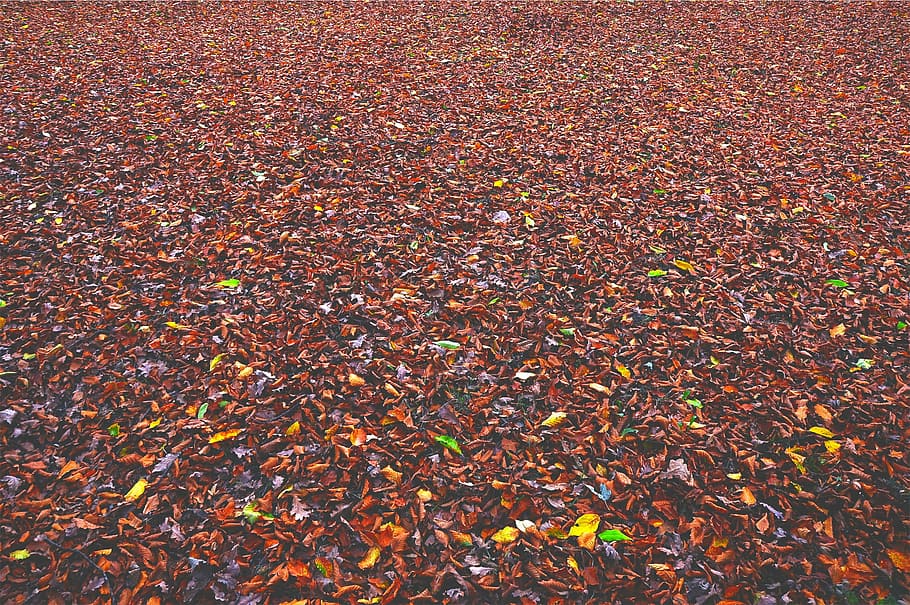 dried, leaves, ground, autumn, fall, leaf, change, nature, agriculture, outdoors