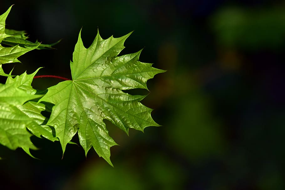 [Hình: leaf-plant-nature-green.jpg]