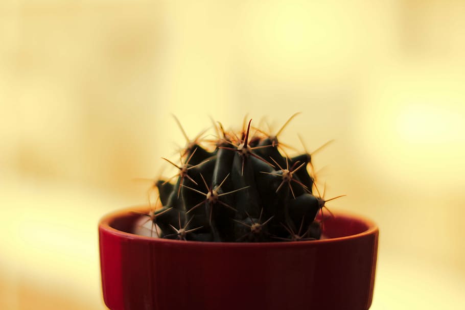 selective, focus photography cactus plant, red, pot, flower, cactus, thorn, green, close-up, nature