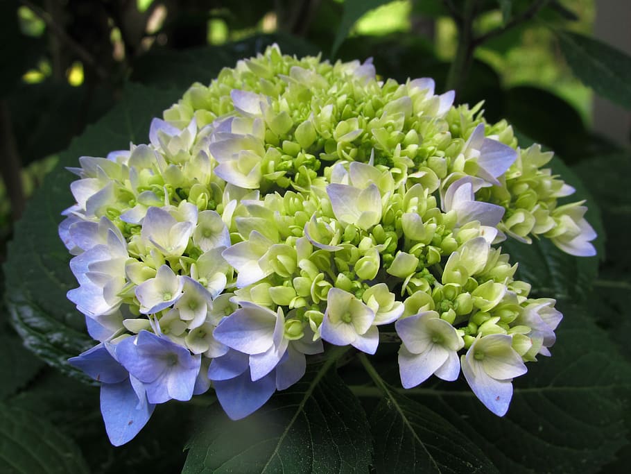 flower, hydrangea, plant, green, flowering plant, beauty in nature, growth, freshness, close-up, petal