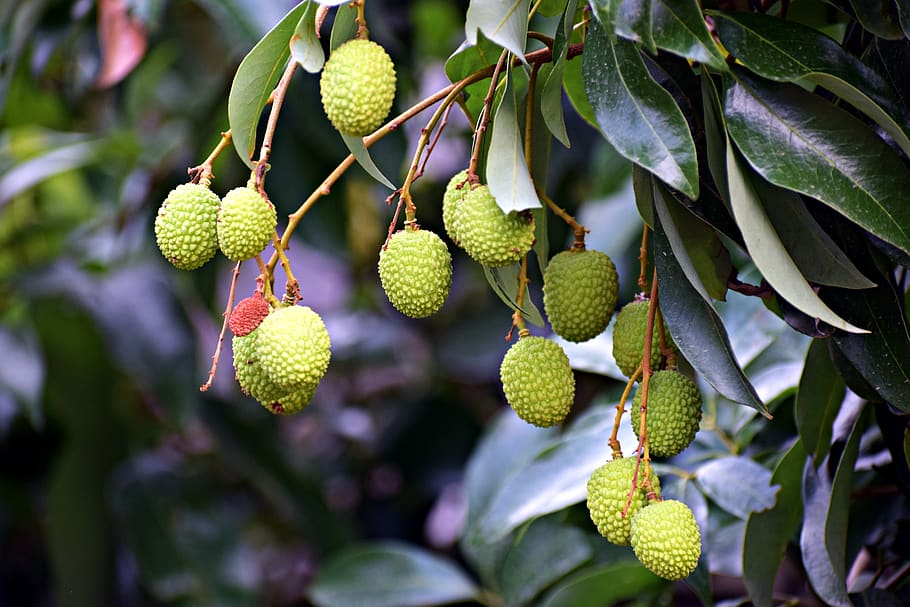 litchi, fruits, lychee, exotic, tropical, food, sweet, delicious, fetus, juicy