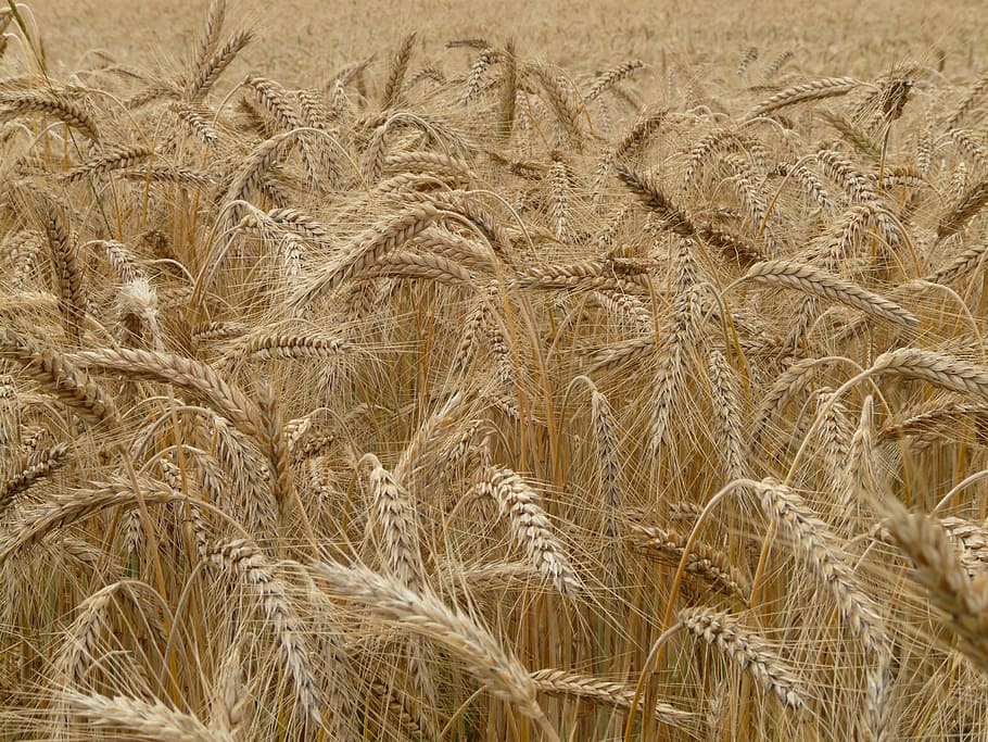 brown grassfield, Spike, Rye, Cereals, Grain, Field, rye field, cornfield, plant, nourishing rye