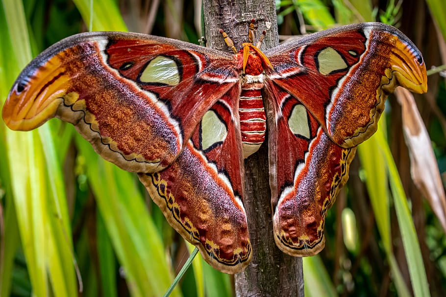atlas moth, butterfly, the greatest, attacus atlas, peacock spinner, animal, insect, exotic, large, wing span
