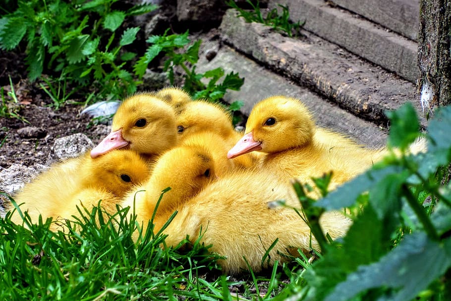 flock, yellow, duckling, daytime, ducklings, duck, cub, spinning top, animal, water bird