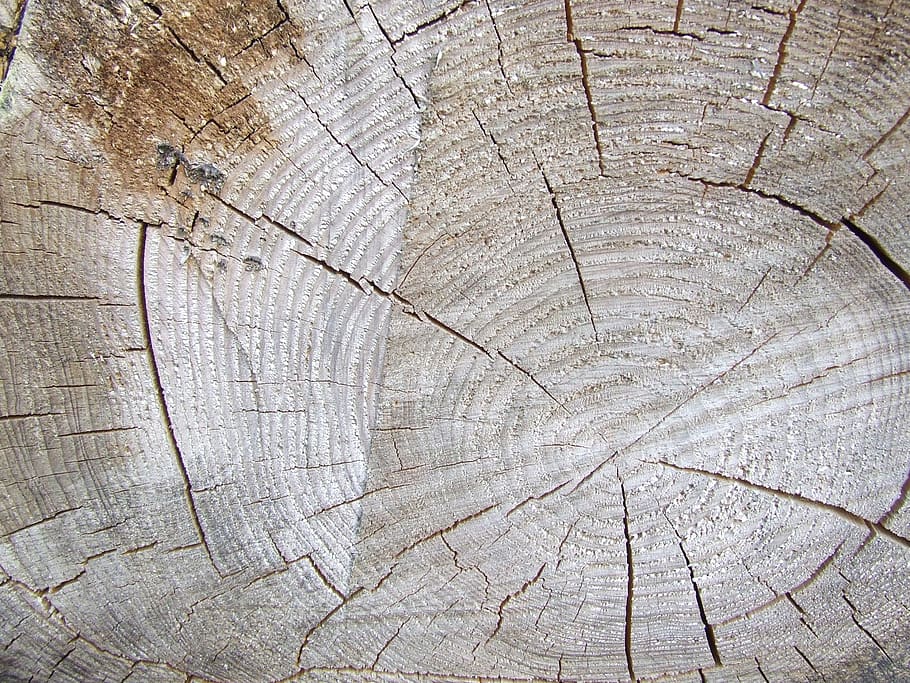 árbol, tronco, cortar, marrón, madera, veta de madera, grano, anillos, aserrado, envejecido