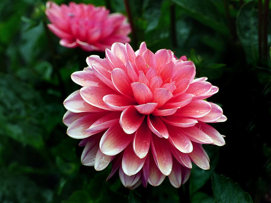 Terracota, Dalia, foto de flor rosa, Pétalo, planta floreciente, vulnerabilidad, fragilidad, flor, planta, cabeza de flor