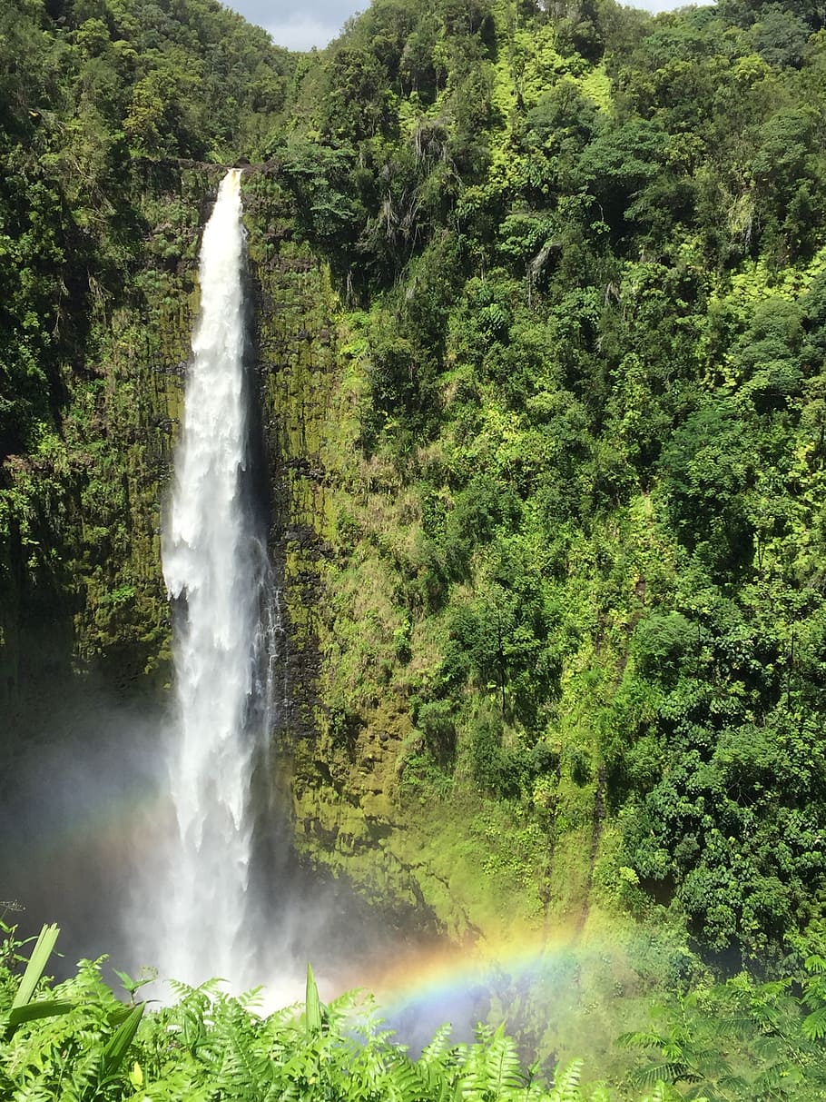 akaka falls, hawaii, big island, rainbow, tree, plant, beauty in nature, water, scenics - nature, waterfall