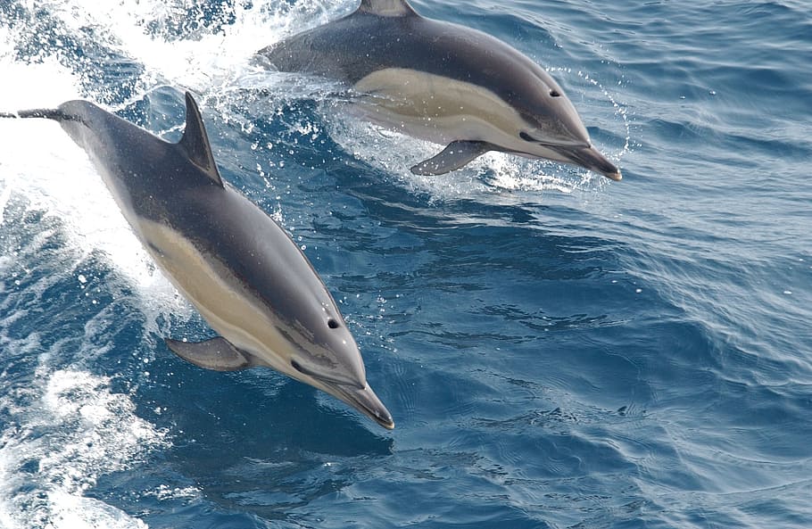 dos, gris, delfines, cuerpo, agua, delfines comunes, natación, océano, mar, mamíferos