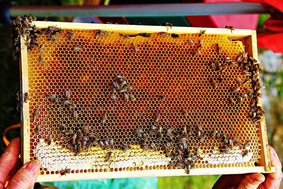 abelhas, mel de abelha, mel, inseto, favo de mel, colméia, rainha, abelha rainha, trabalhadores, sempre