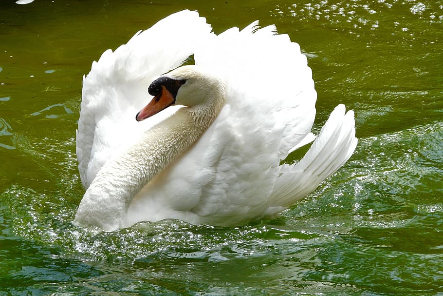 swan, body, water, adult swan, in the water, bird, white, floats, water bird, majestic