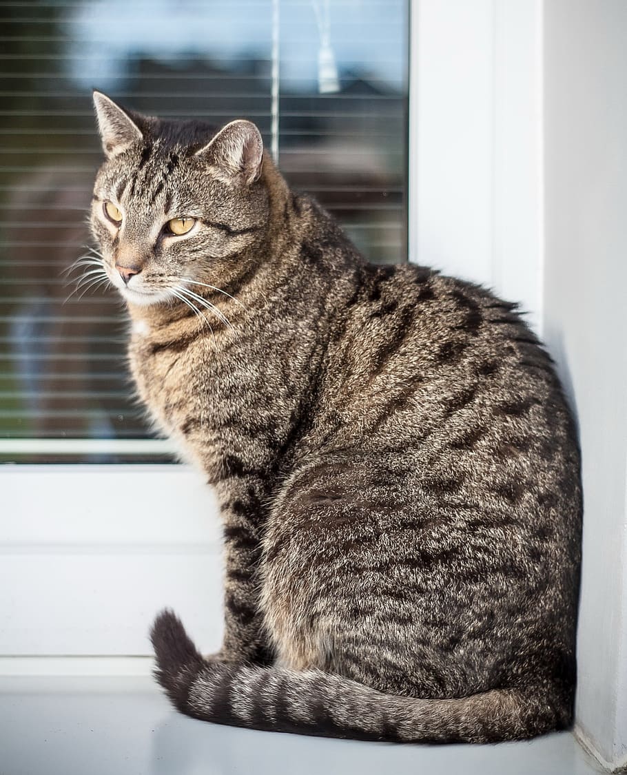 gato, gatinho, animal de estimação, malhado, sessão, janela, peitoril da janela, peles, olhos de gato, gato doméstico