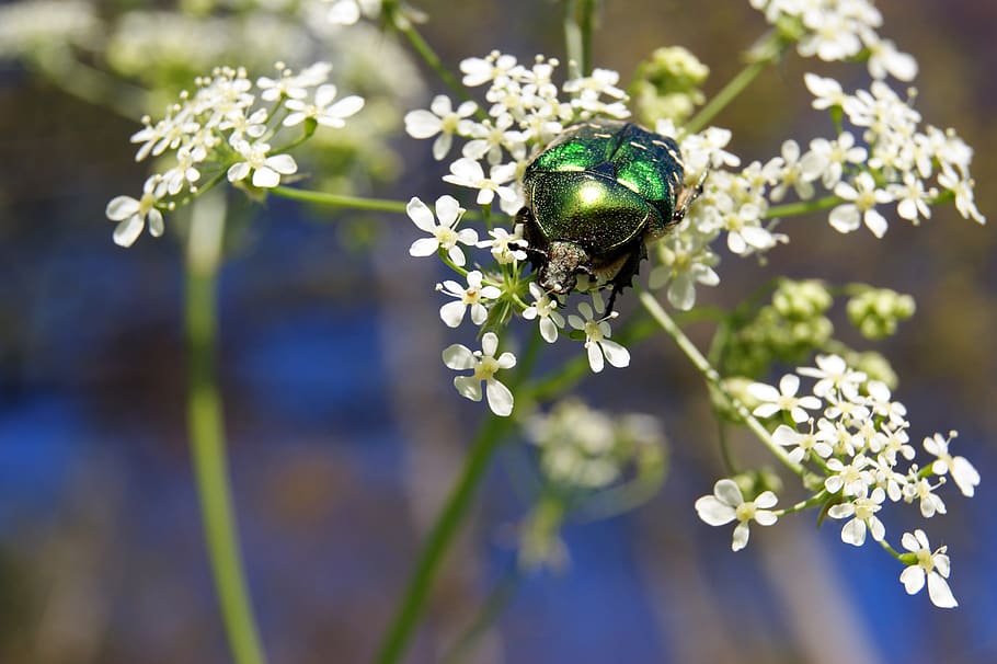 kumbang mawar, serangga, bunga, padang rumput, alam, hijau, tanaman berbunga, kesegaran, kerapuhan, menanam