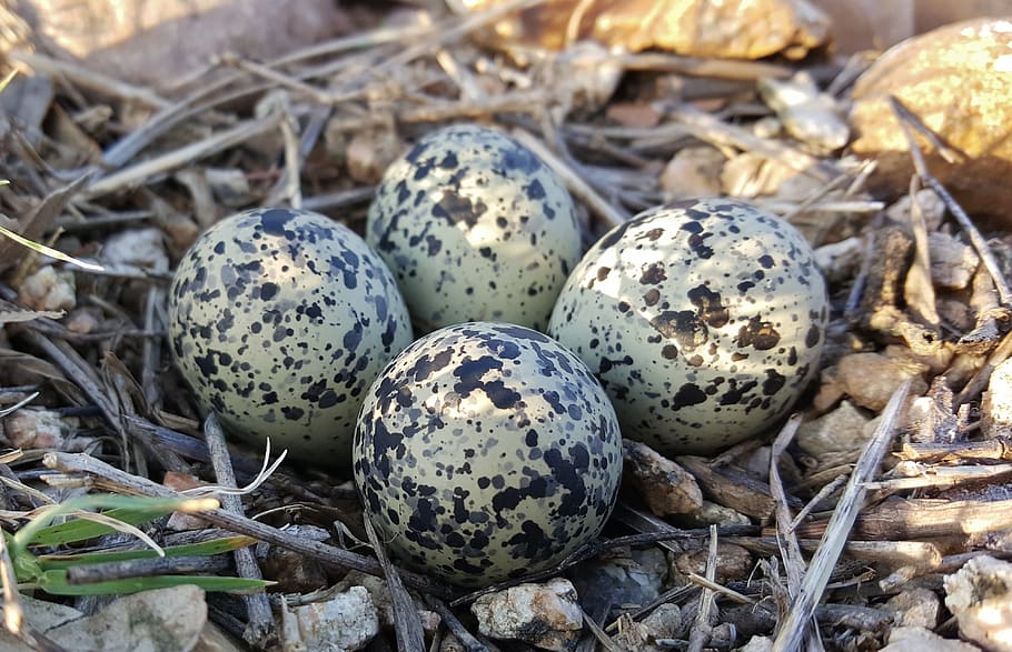 eggs, bird's eggs, nest, plover eggs, killdeer plover eggs, clutch, eggshell, springtime, hatch, four
