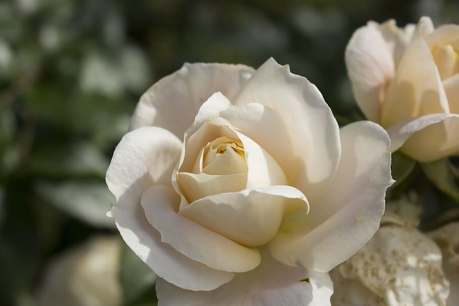 Flower, Garden, Blossom, Bloom, rose, flower, garden, beauty, garden rose, way of the roses, white color