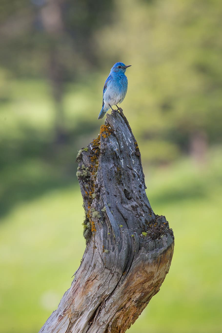 blue, parakeet bird, standing, brown, wood, bluebird, perched, wildlife, nature, tree