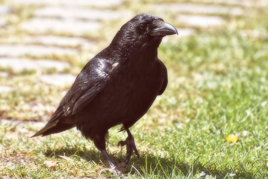 crow, raven bird, raven, black, nature, carrion crow, common raven, animal, bird, animal world