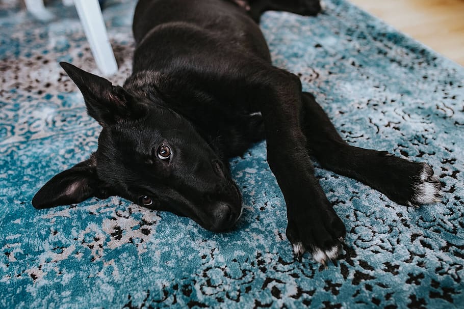 perro, mascota, animal, almohadas, azul claro, alfombra, negro, claro, azul, mascotas