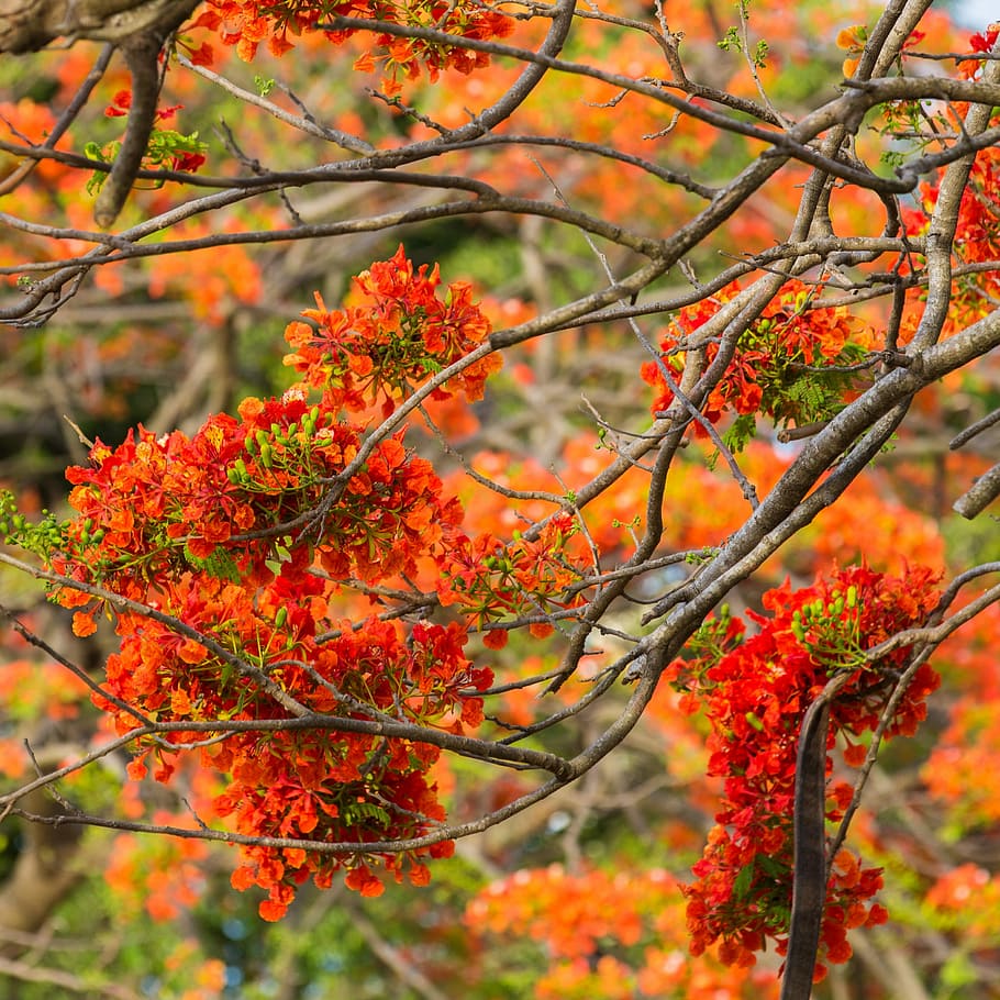 Flowering Tree Nature Flower Orange Color Fruit Tree Plant Red Beauty In Nature Growth Pxfuel