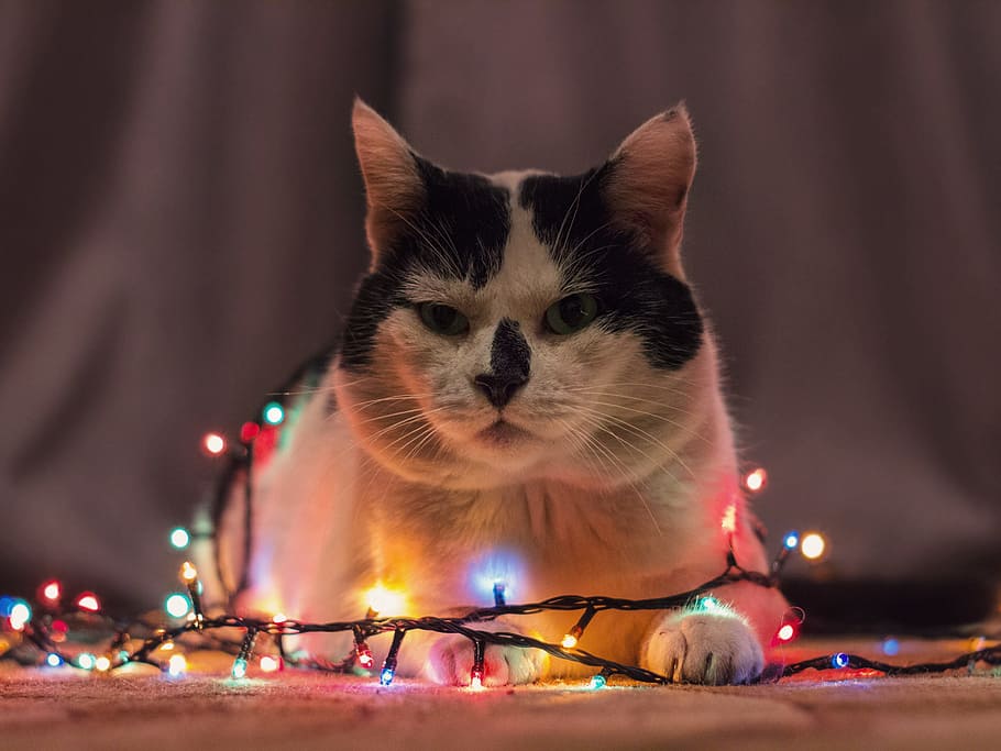 cat, garlands, christmas, animal, pet, funny, decoration, orange, yellow, holiday