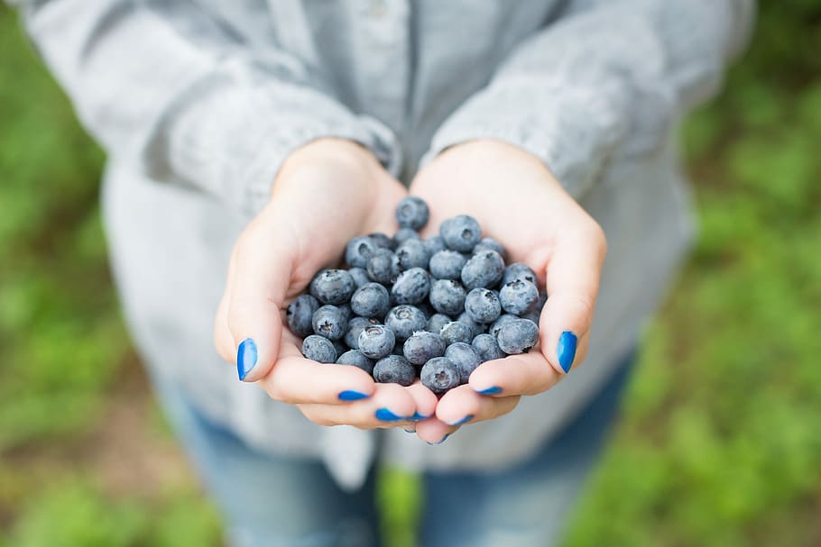 segenggam blueberry, Blueberry, berry, hutan, segar, buah-buahan, gadis, beberapa, tangan, sehat