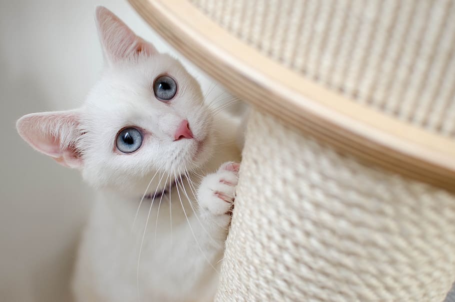 white, cat, she-cat, beautiful, home, albino, miracle, scratching posts, eyes, domestic