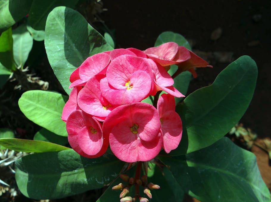 euphorbia, pink, flower, hubli, nrupatunga betta, india, flowering plant, plant, fragility, vulnerability