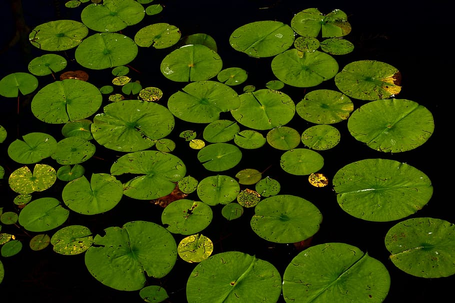 lily polong, air, lotus, lily air, dahlia anemone, daun, tanaman, kolam, biotope, hijau