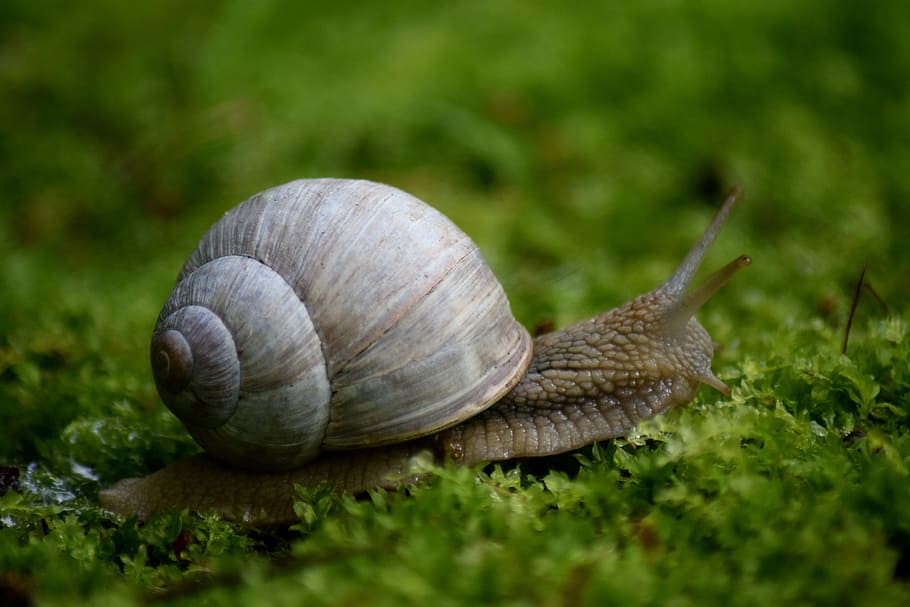 Snail, Moss, Spiral, Crawling, Slug, slow, shell, antenna, nature, macro