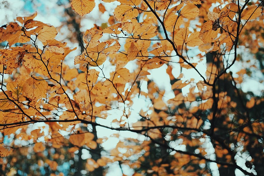 yellow, leafed, tree, daytime, trees, leaves, dried, autumn, fall, branch