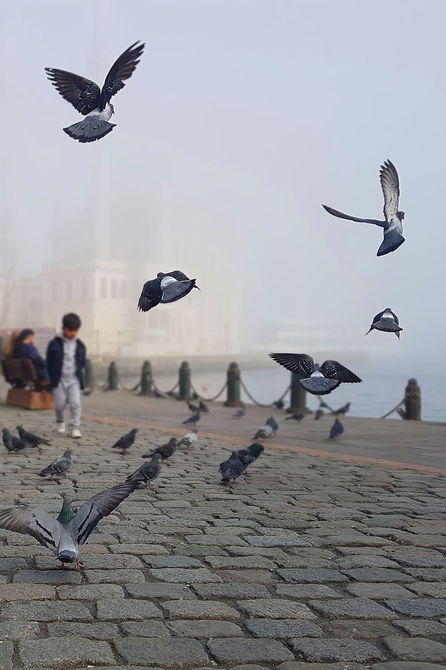 Estambul, palomas, mezquita, Ortakoy, Bósforo, calle, ciudad, paloma, turistas, plaza