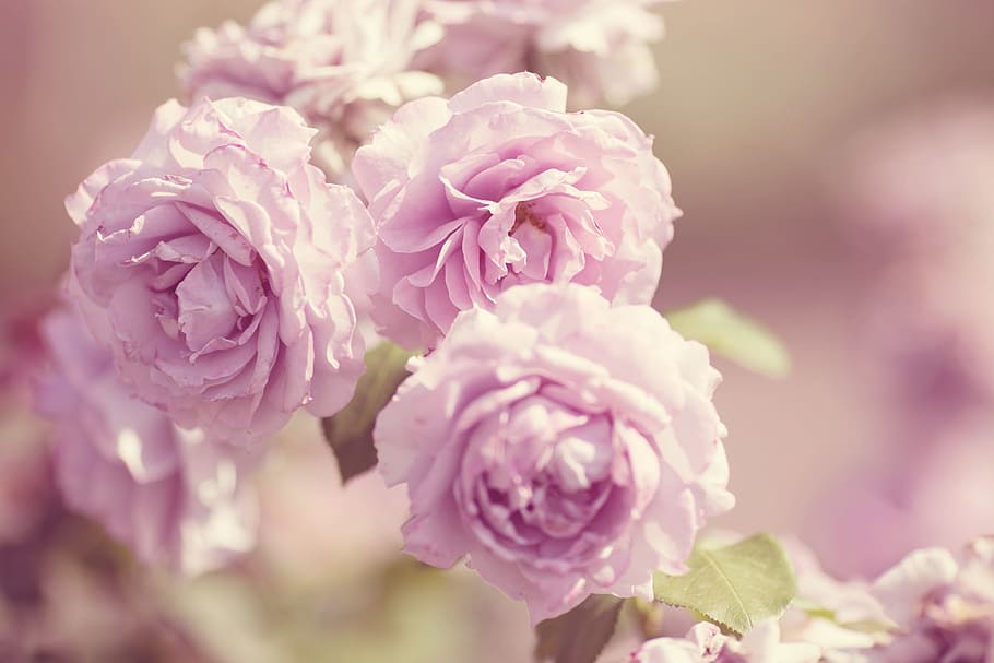 ungu bunga petaled, mawar, bunga, pink, semak, alam, mekar, mawar mekar, mawar taman, musim panas