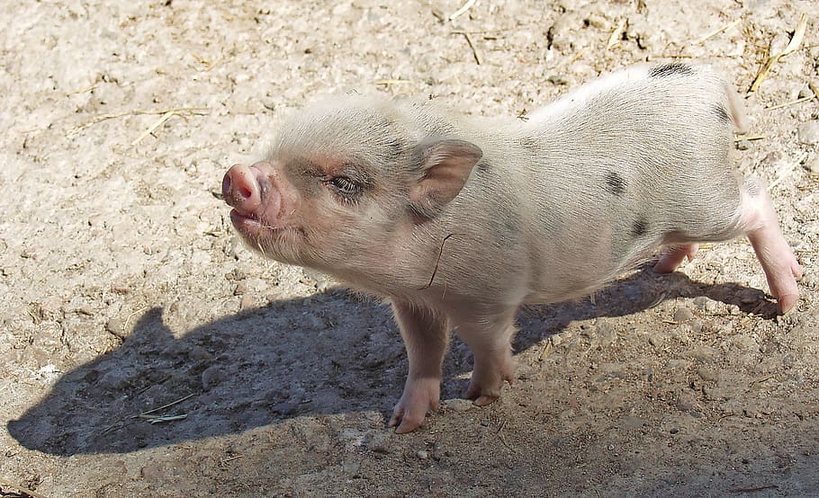 baby pig, piglet, pig, animals, farm, pigs, pigsty, barn, small, kid