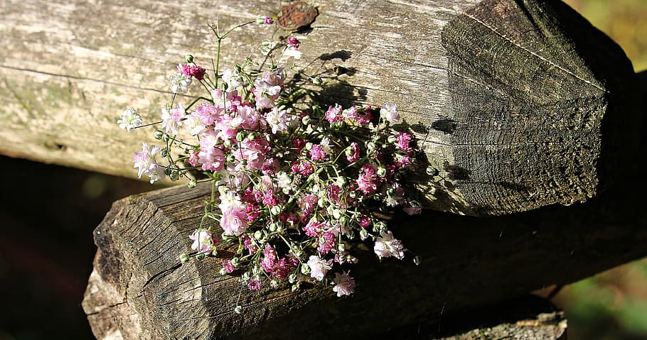 pink, flower bouquet, top, brown, tree log, bag gypsofilia seeds, gypsophila, bag, ornamental flower, ornamental plant