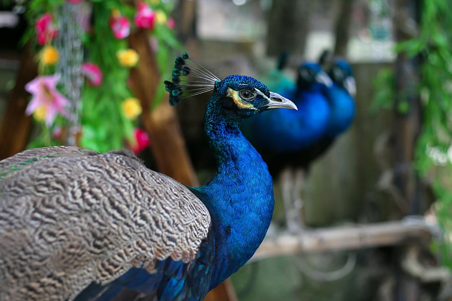 selective, focus photography, peacock, bird, flowers, bluebird, living nature, beauty, zoo, one animal