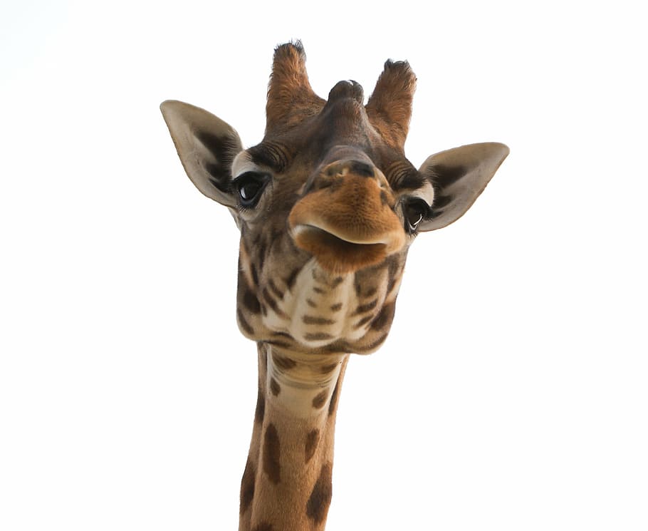 giraffe, white, background, head, zoo, animal, neck, africa, big game, munching giraffe