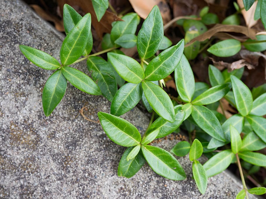 green leafed plants, green, plant, photography, nature, leaves, ground, outdoors, concrete, patterns