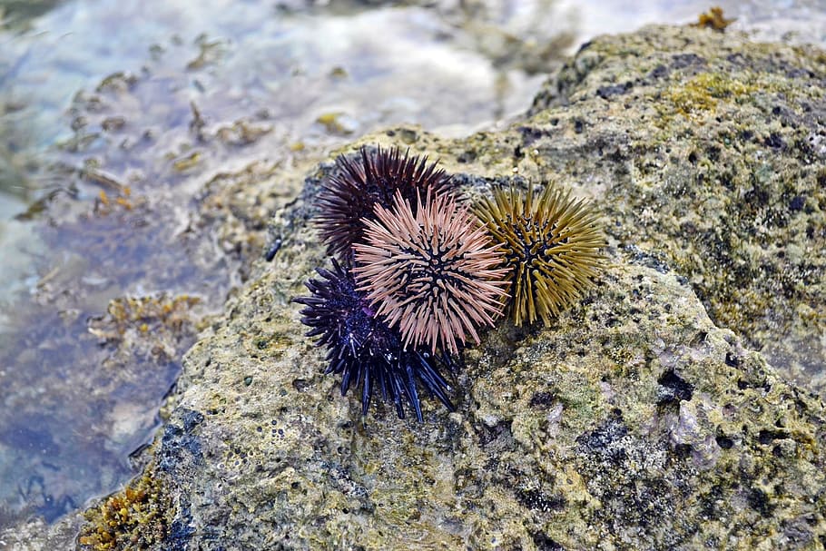 Sea, Urchins, Ocean, Coral, Marine, sea, urchins, sea life, rock - object, animals in the wild, spiked