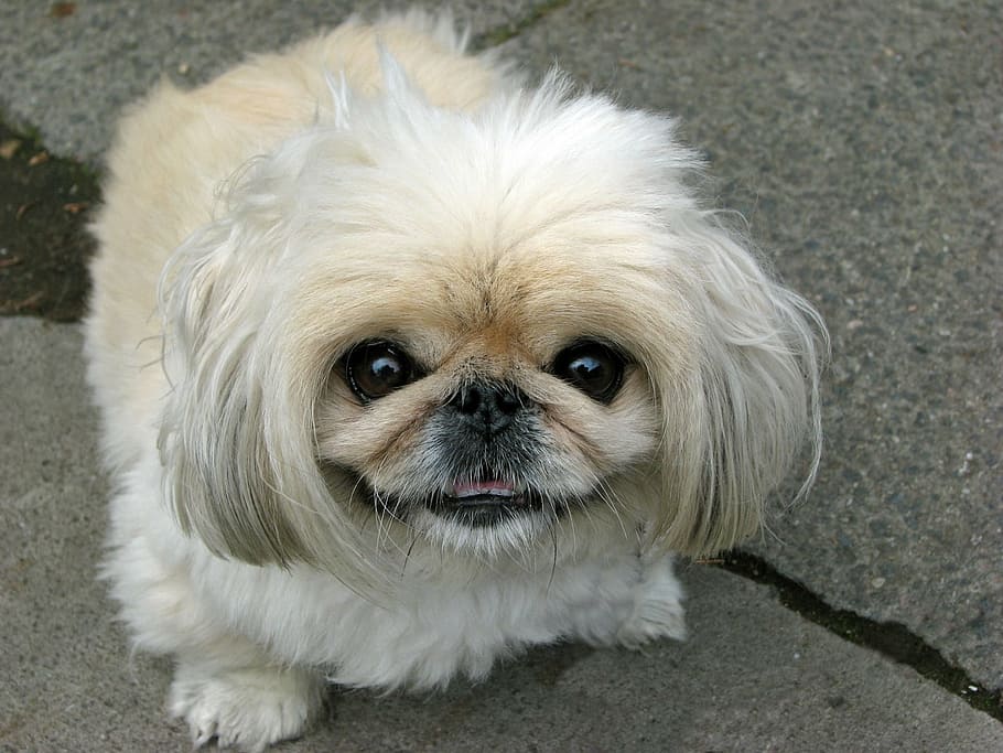 dog, pekingese, beautiful, animal, cute, canine, pet, close-up, portrait, face