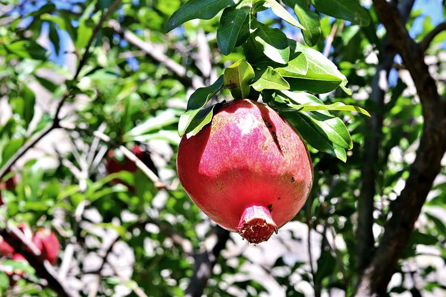 There s fruit. Самый большой гранат в мире. Китайская граната. Китайский гранат. Гранат фон.