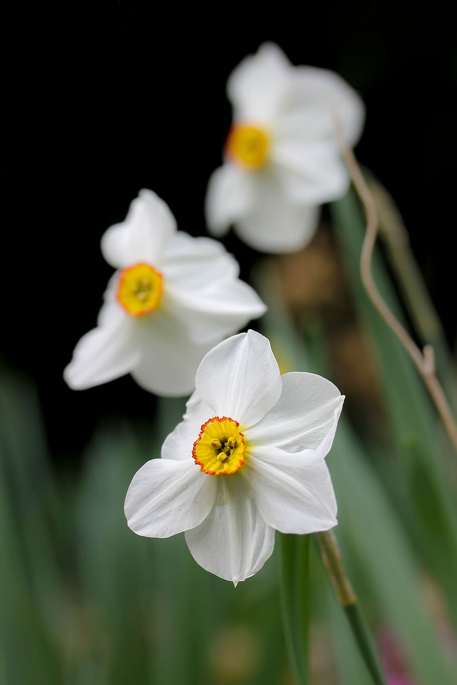 daffodil, white daffodil, spring flower, bulbous plant, spring, white, daffodils, garden flowers, nature, flower