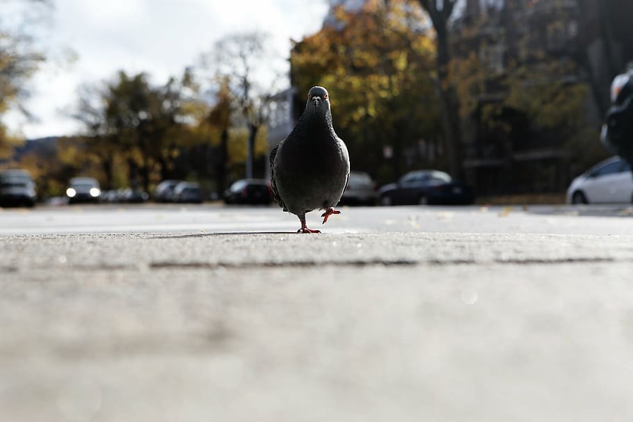 shallow, focus lens photo, pigeon, gray, walking, road, day, time, bird, street