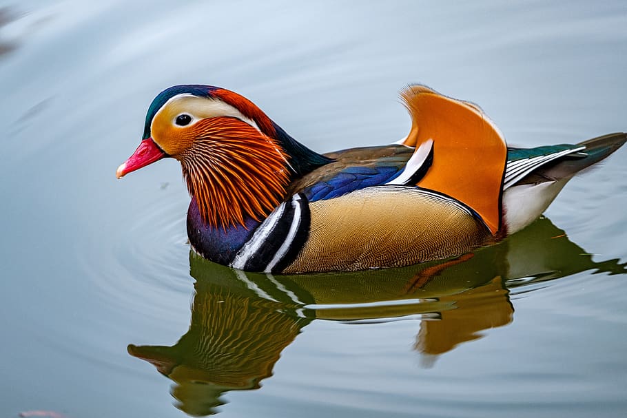 patos mandarim, pato, ave aquática, ave, animal, água, colorido, plumagem, nadar, pássaro