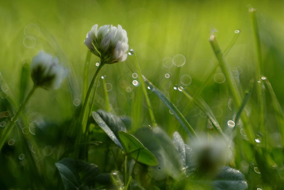white, cluster flower, self-focus photography, cluster, flower, self, focus, photography, grass, clover