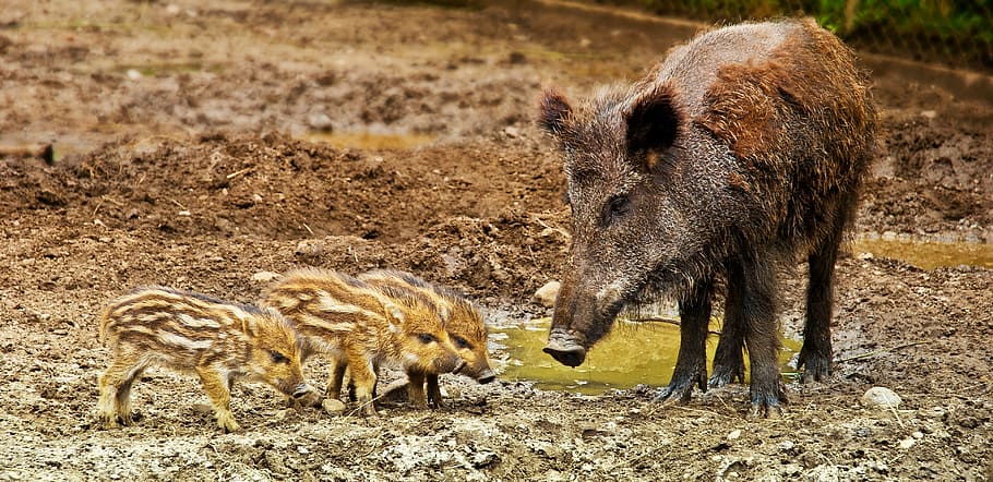wild boar, wild, warchlak, small boar, family, family of wild boars, animals, animal, nature, pet