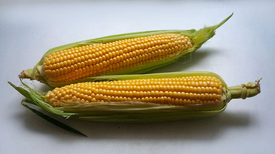 ear of corn, leaves, light background, corn, corn cobs, nutrition, harvest, food, nature, plant