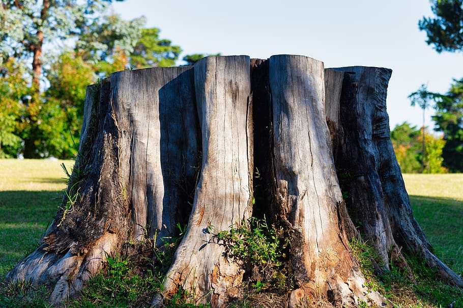 costa rica, trunk, tree, dry, wild, nature, discolored, plant, land, wood - material