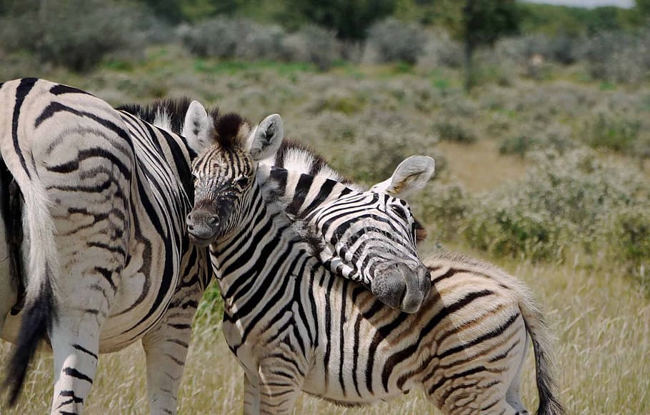 dois, zebras, grama, Maternal, Amor, Zebra, Segurança, amor maternal, bebê, lealdade