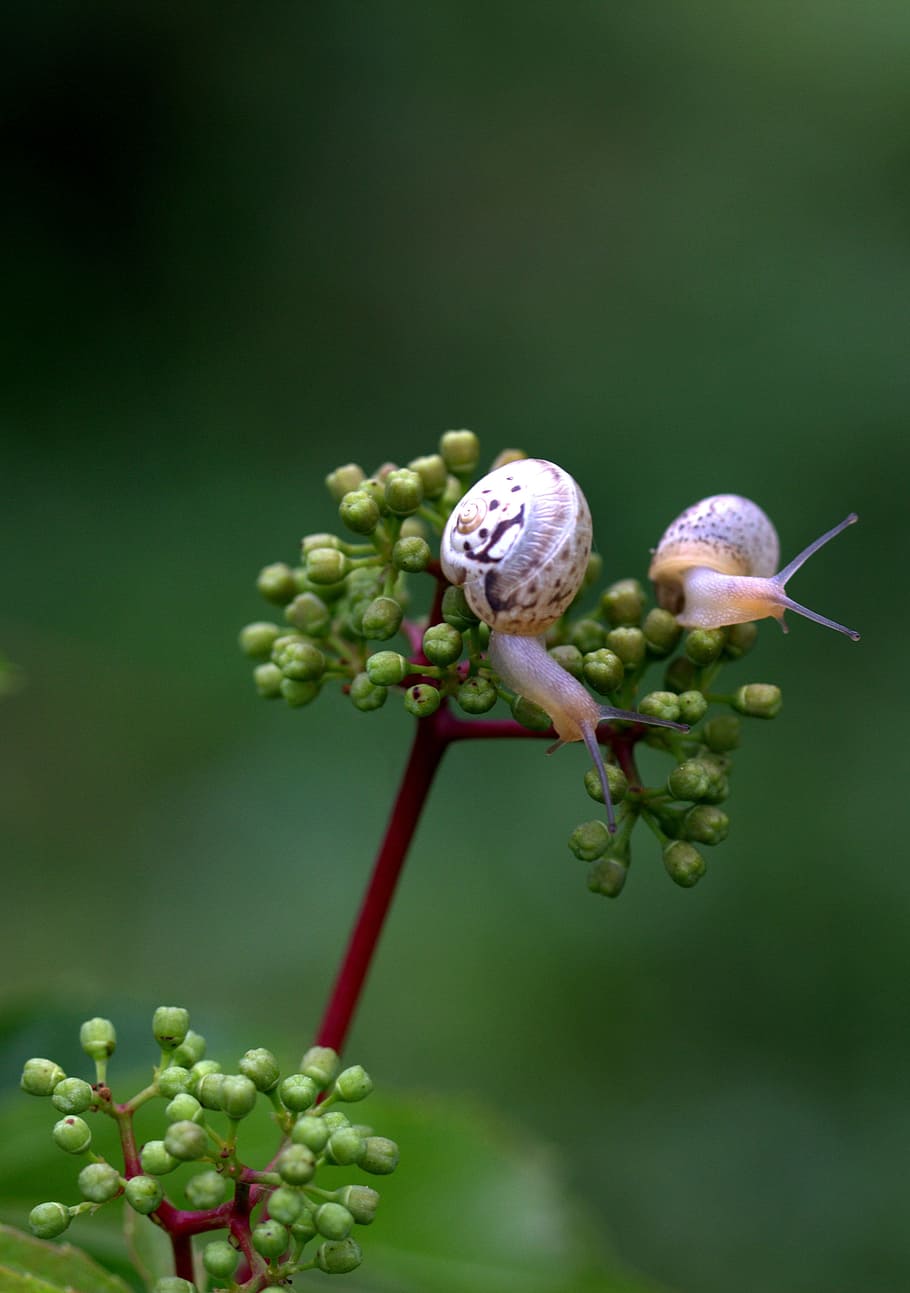 snails, pair, shell, horns, my saturday, growth, plant, green color, close-up, freshness
