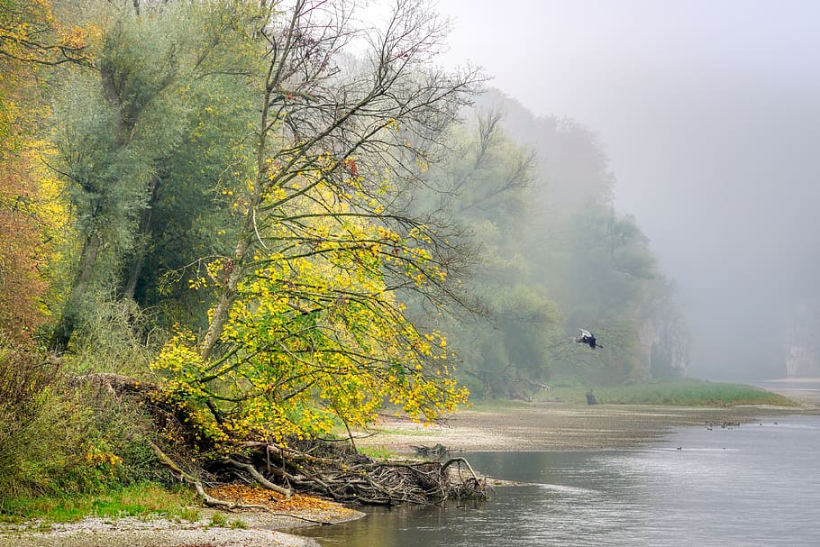 autumn, forest, leaves, autumn colours, bank, river, danube, fog, trees, mood